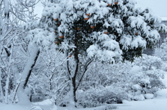 雪に埋もれていく夏ミカン