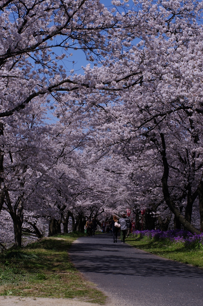 桜トンネル