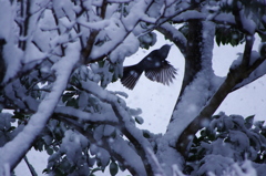 雪にも負けず(カラー、ノートリ)