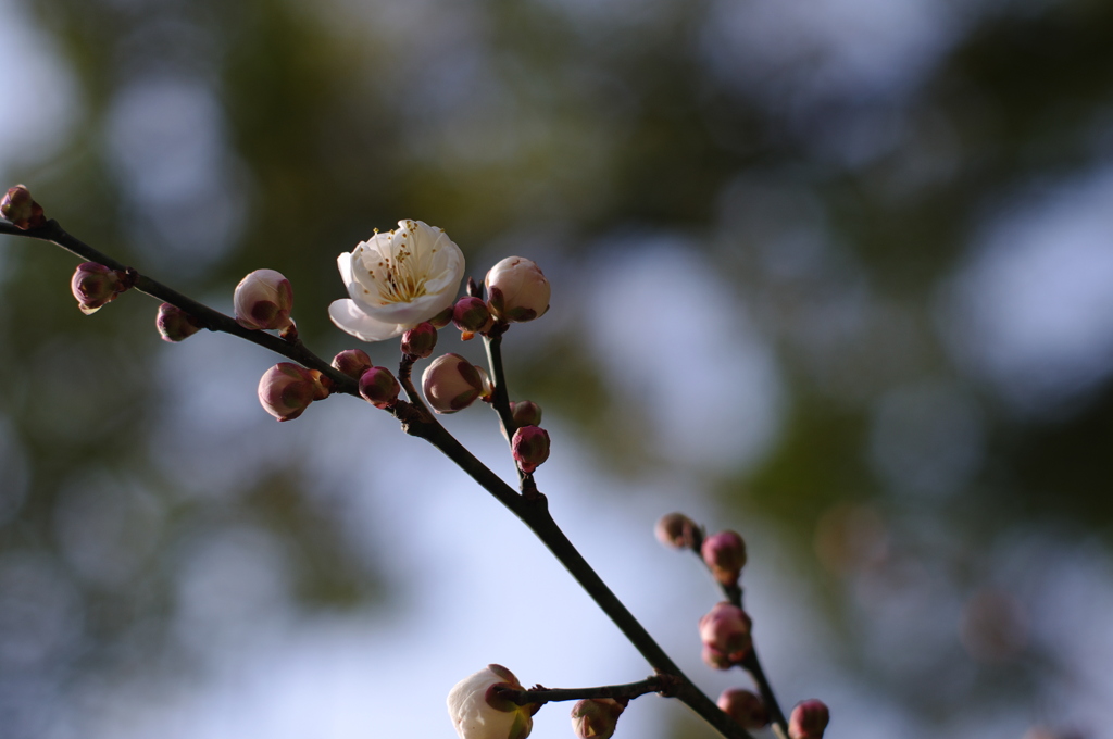 春だなぁ