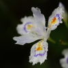 斜花