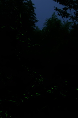 Dragon In The Dark