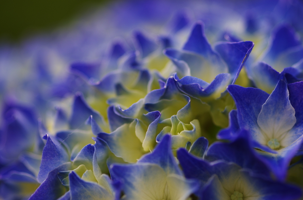 紫陽花の丘