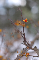 花のように
