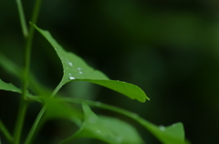 雨が飾る緑