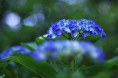 紫陽花と木漏れ日①