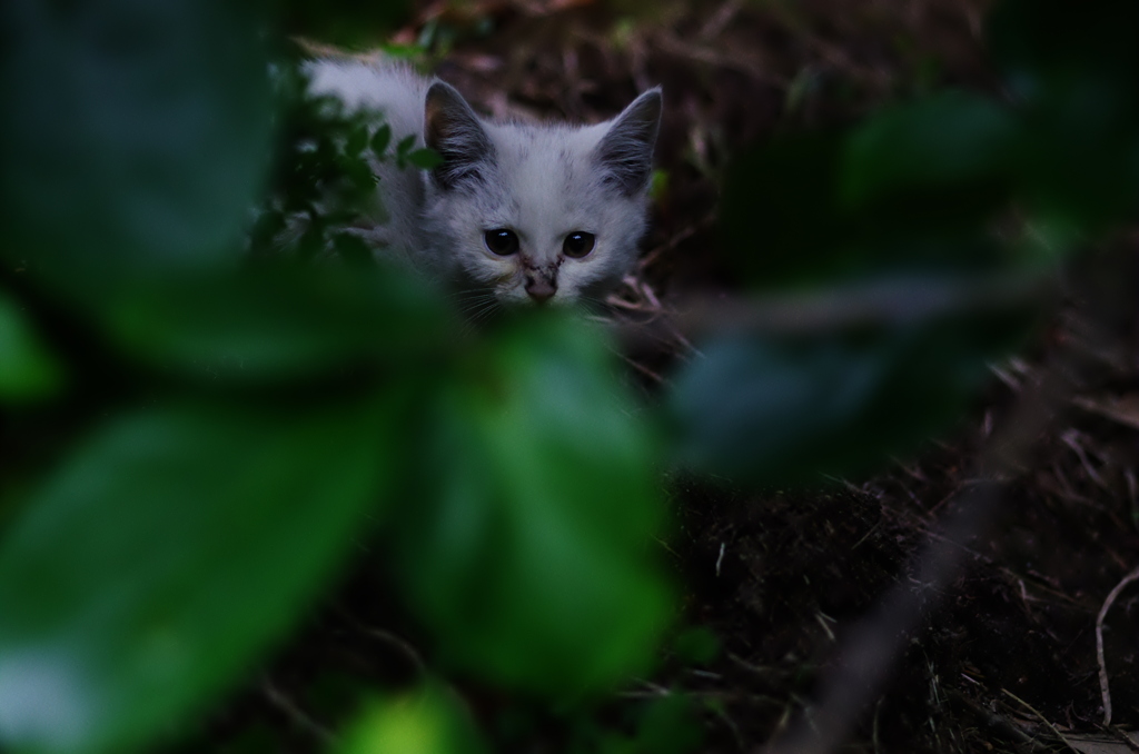 木陰で