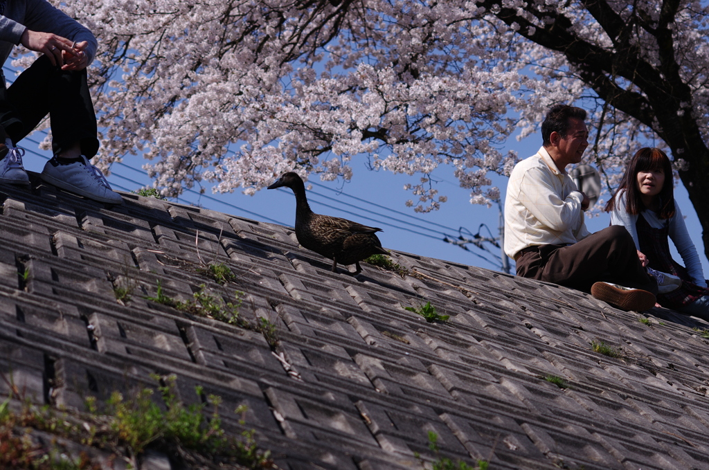 僕も花見♪