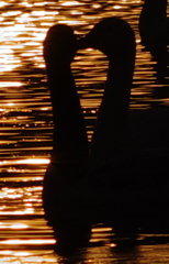 おはようのＫＩＳＳ