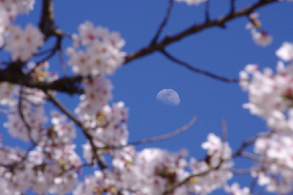 桜と月と青空と