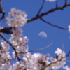 桜と月と青空と
