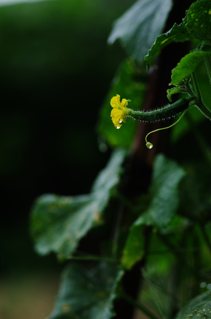 畑の花