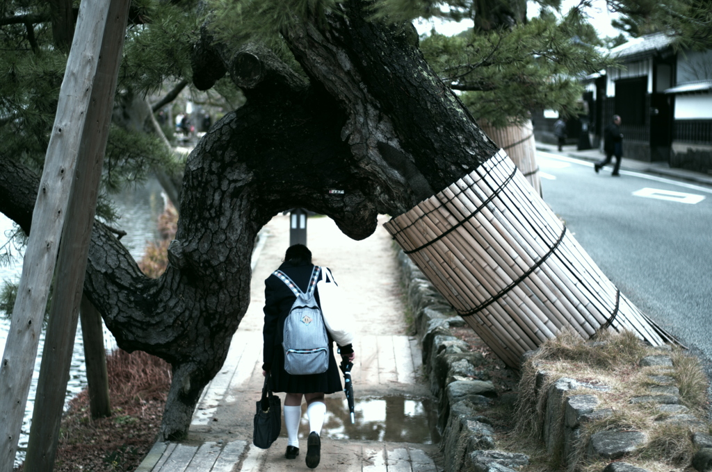 松に礼