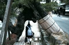 松に礼