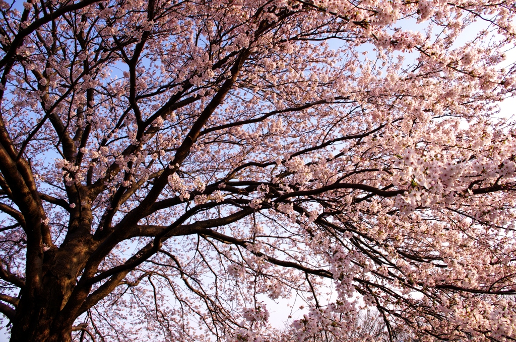 春の広がり