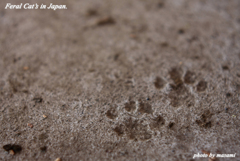 Feral Cat's in Japan 2