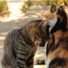 三毛猫