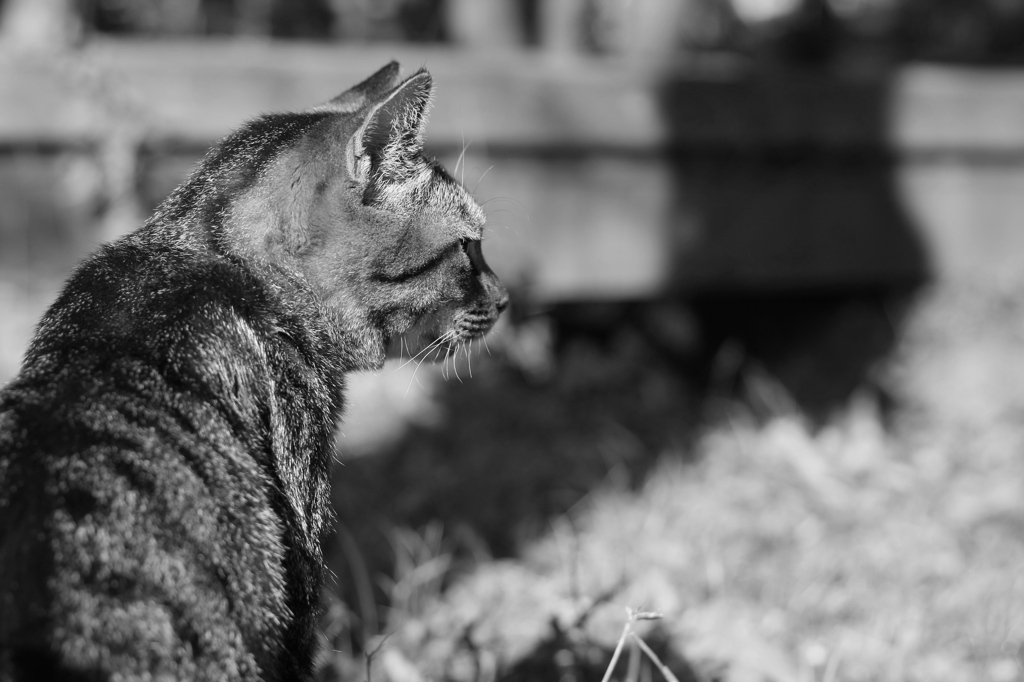 猫の視線