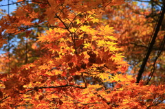 透光葉　in 日光