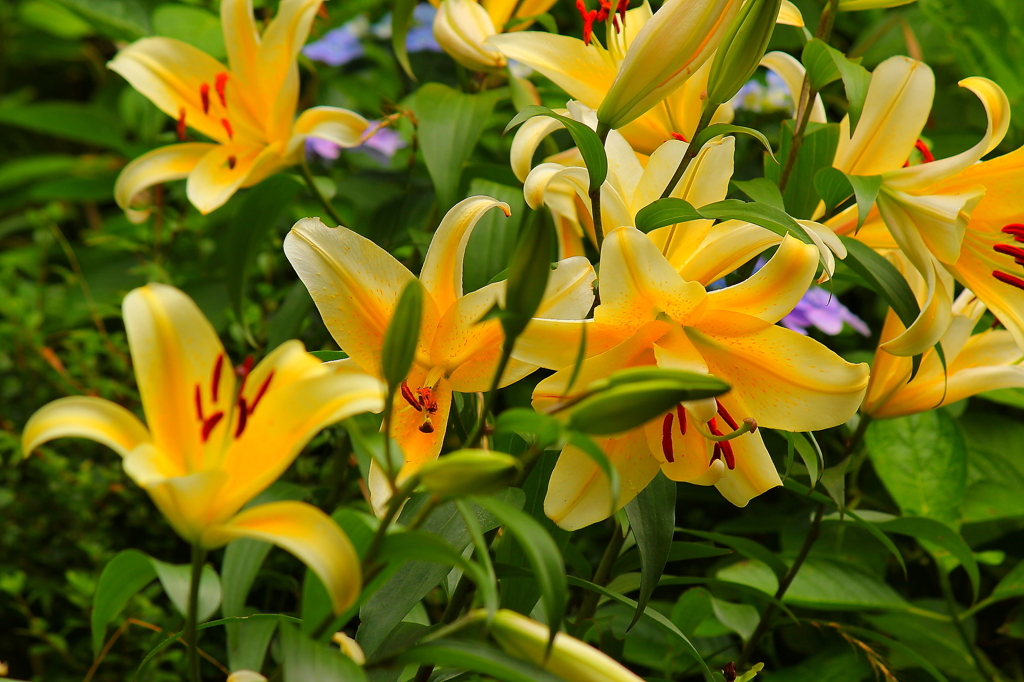 布引ハーブ園009