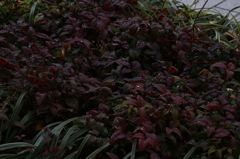 赤草