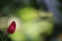 咲くやこの花館4