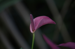 咲くやこの花館8