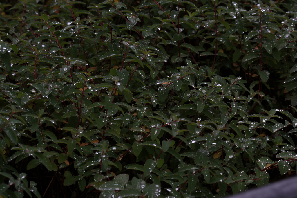 水玉