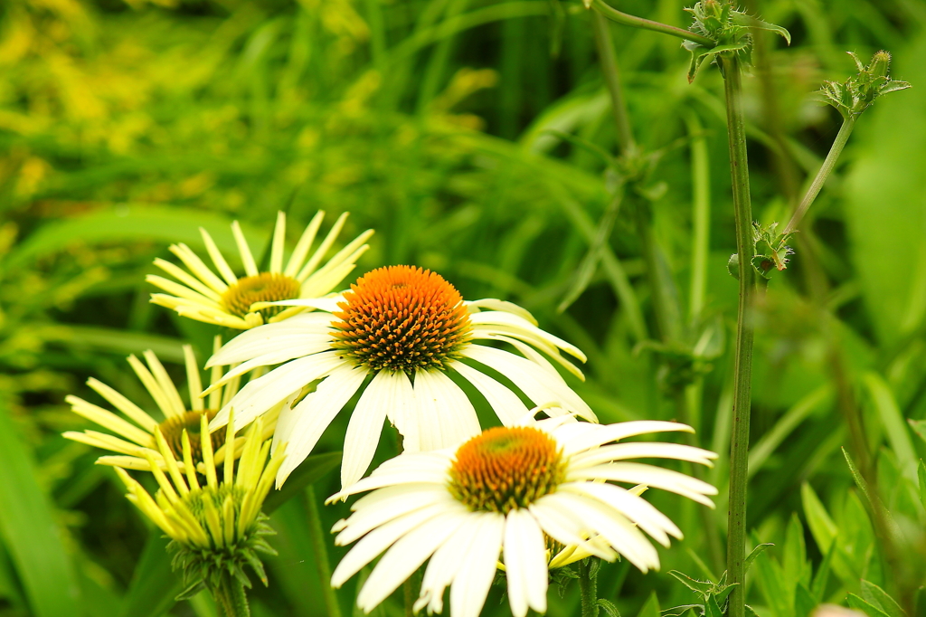 布引ハーブ園011