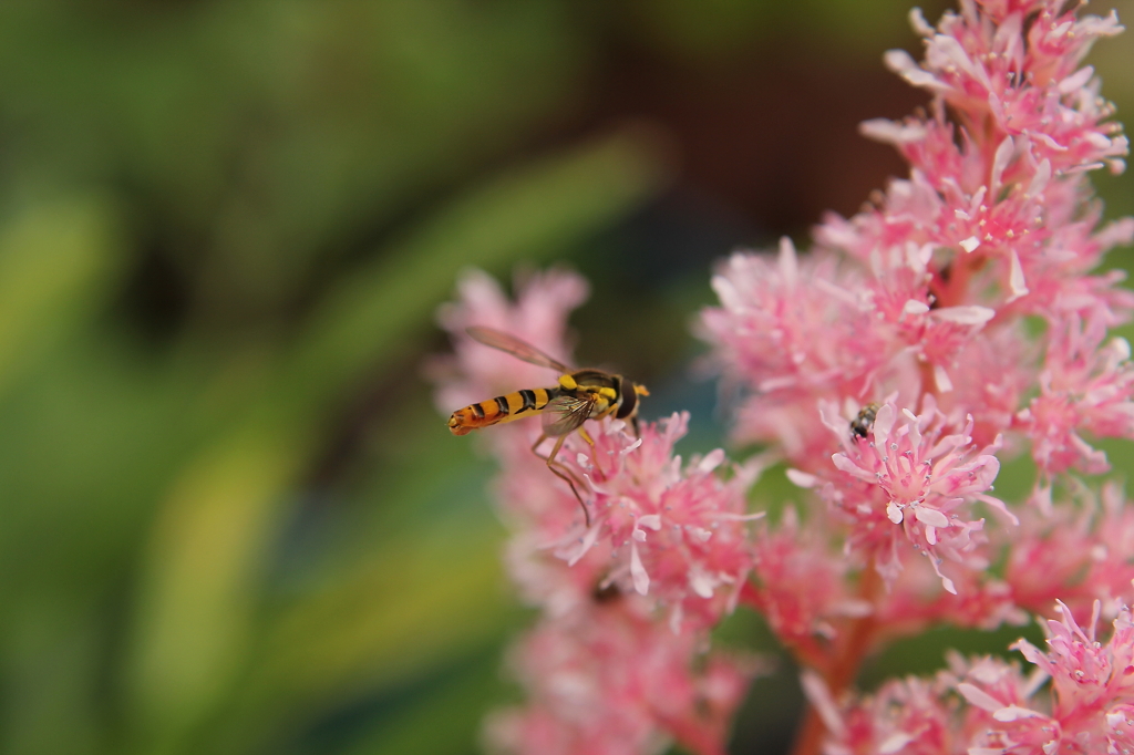 クローズアップ003