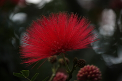 咲くやこの花館3