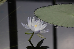 咲くやこの花館5