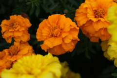 033