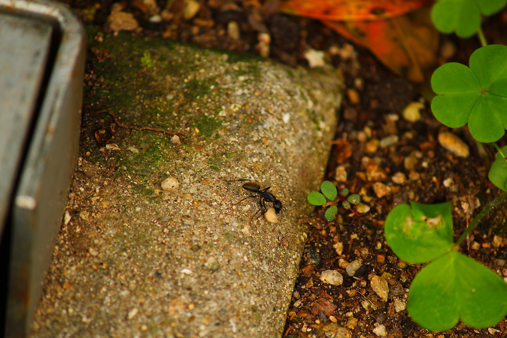 布引ハーブ園012