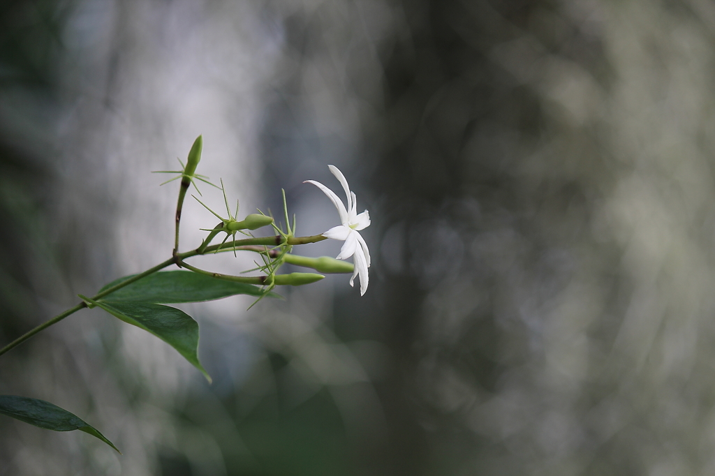 咲くやこの花館
