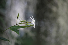咲くやこの花館