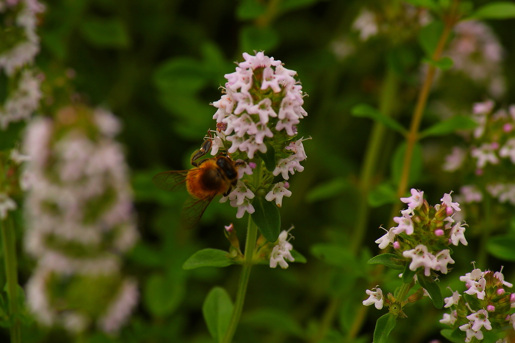 布引ハーブ園005