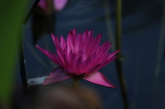 咲くやこの花館7