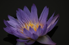 咲くやこの花館6