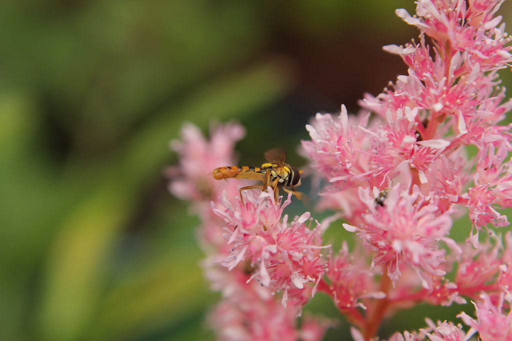 クローズアップ004