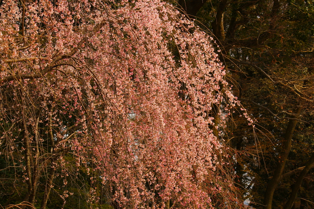 京都