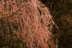京都