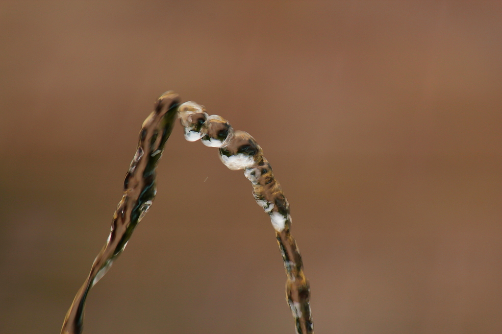 布引ハーブ園007