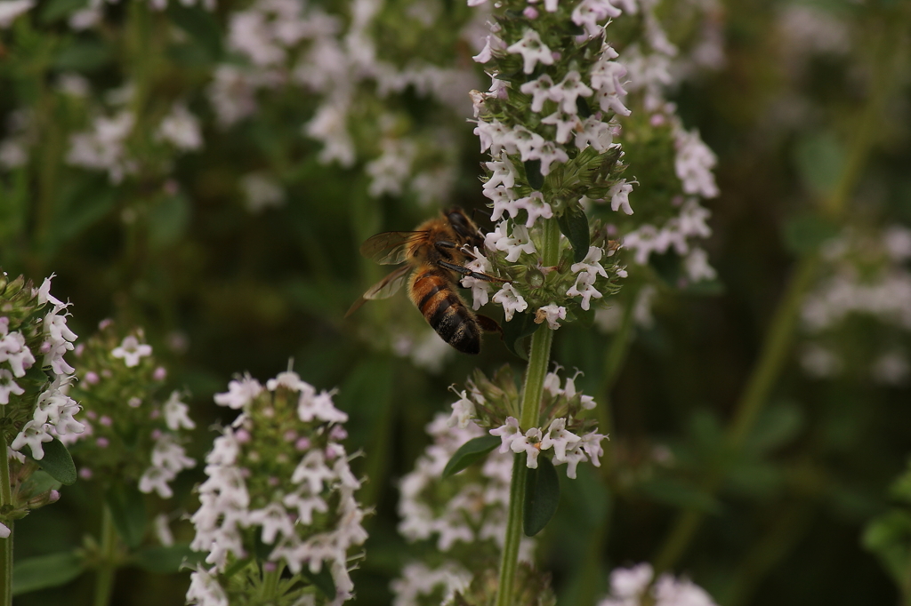 布引ハーブ園006