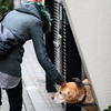わんこ