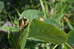 カマキリさん