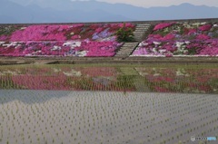 芝桜