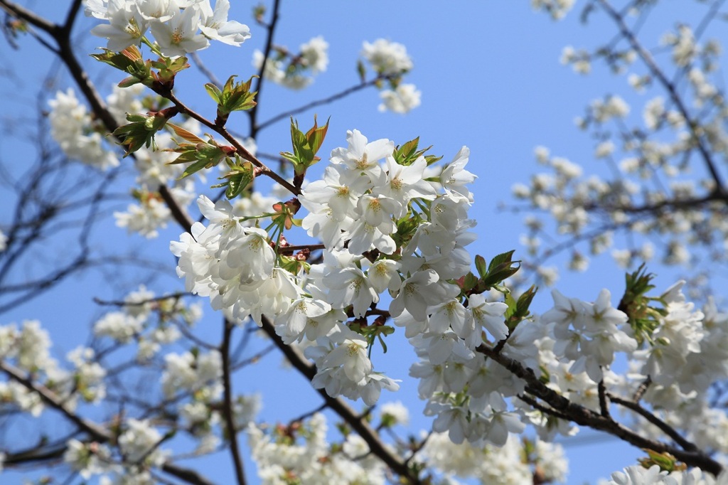 大島桜