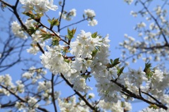 大島桜