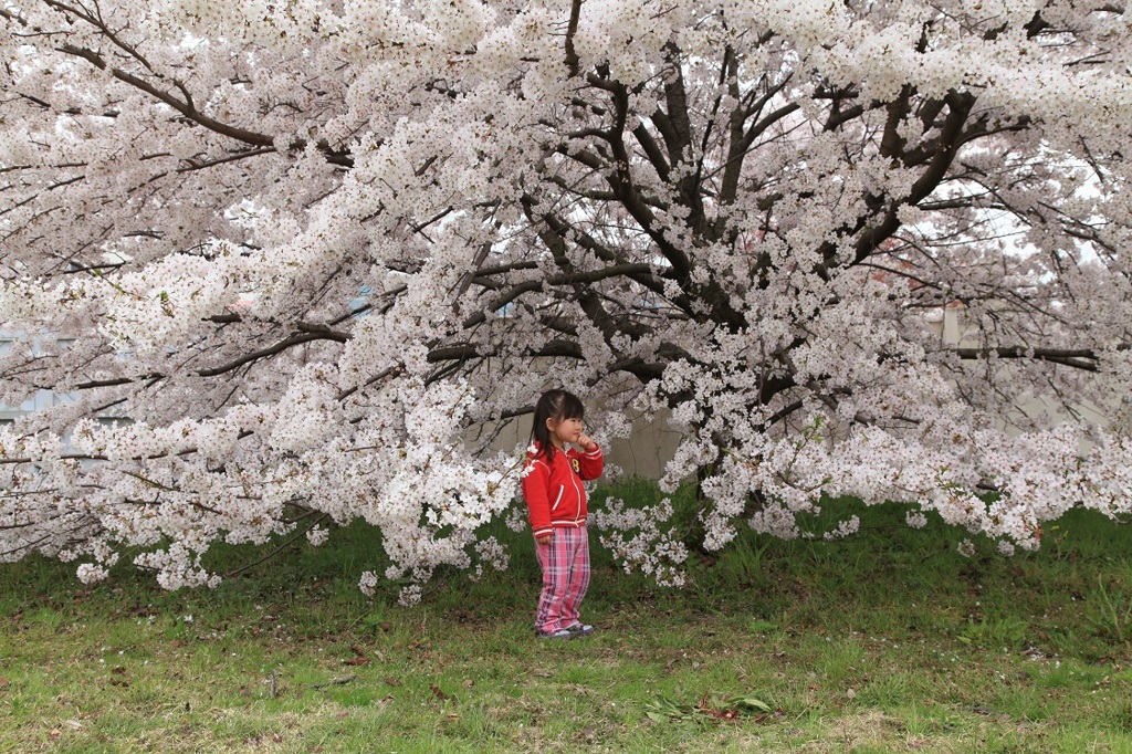 観桜会
